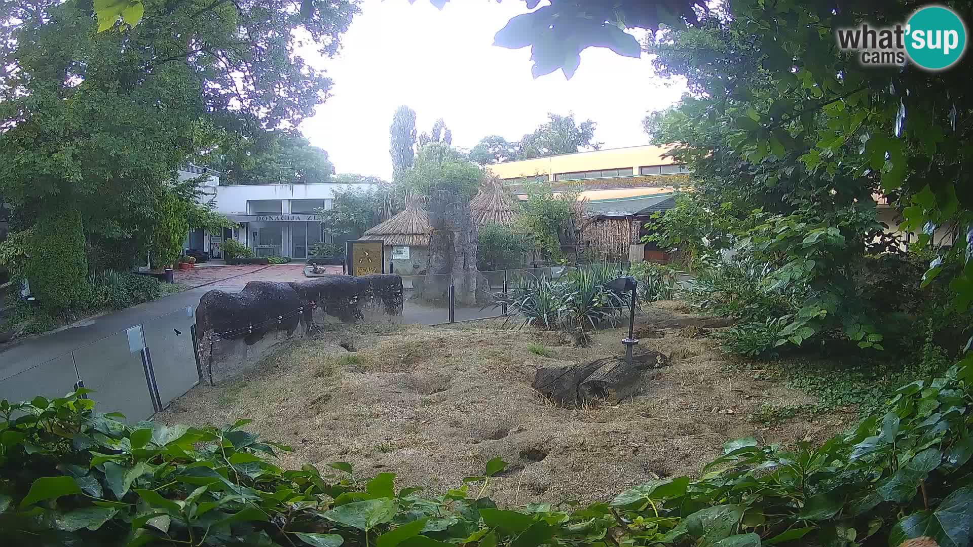 Zoo Zagreb – Surikate
