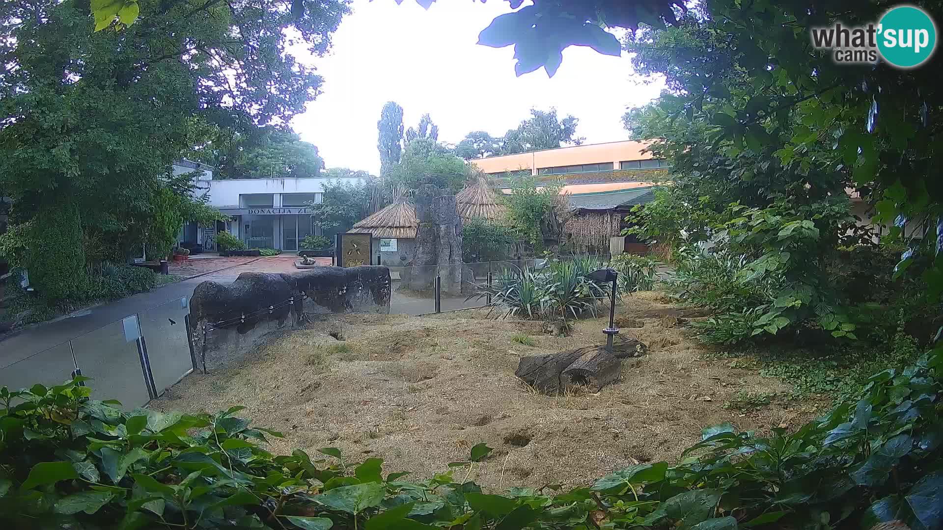 Zoo Zagreb – Erdmännchen