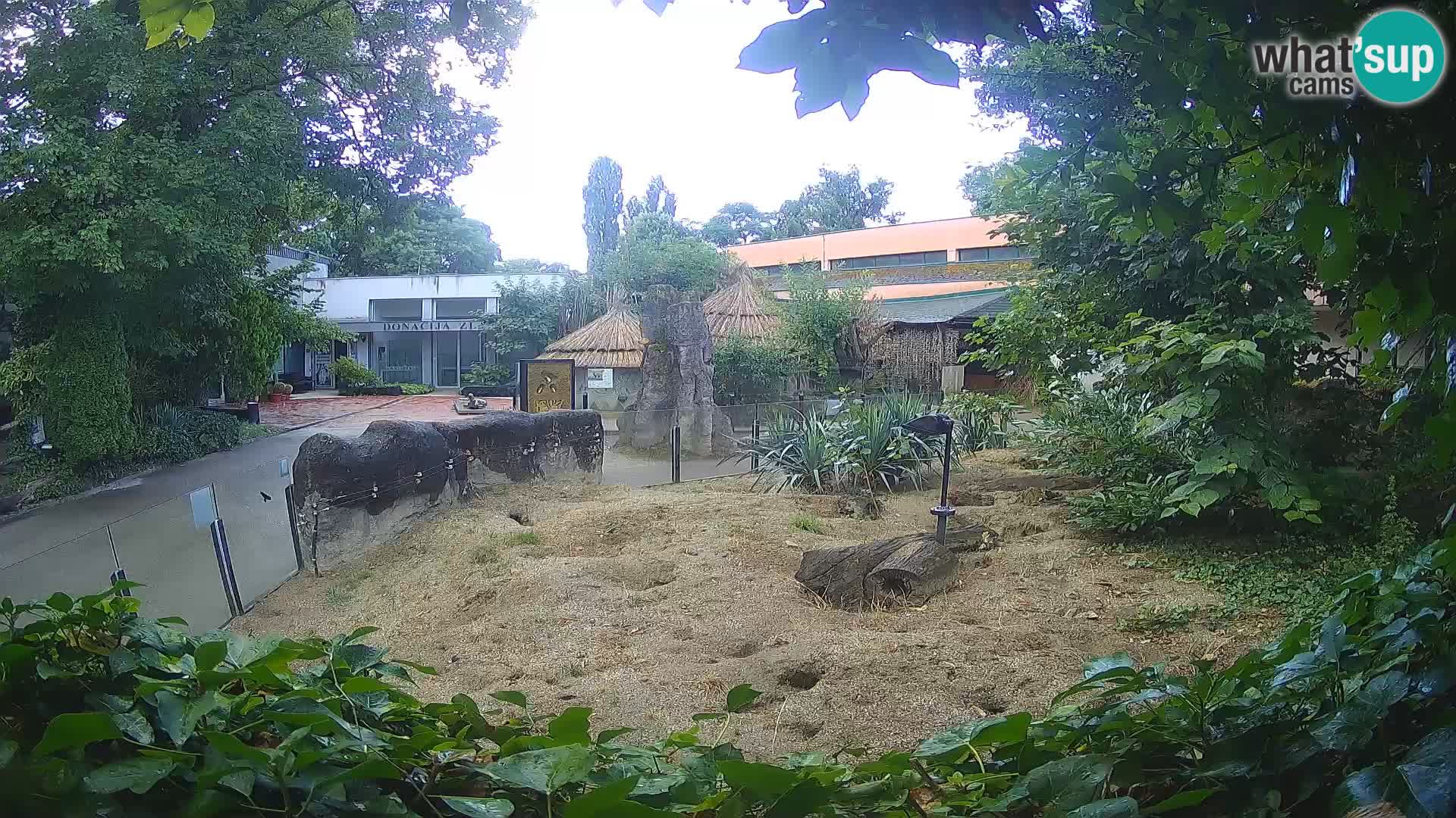 Zoo Zagreb – Meerkat (Suricate)