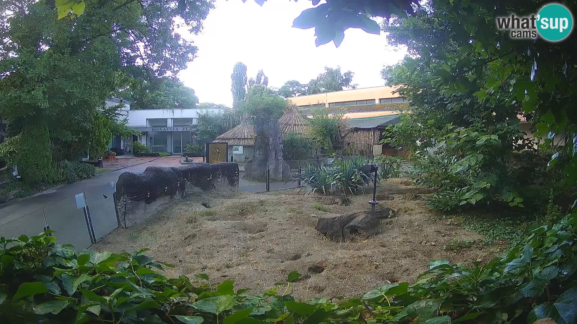 Zoo Zagreb – Meerkat (Suricate)