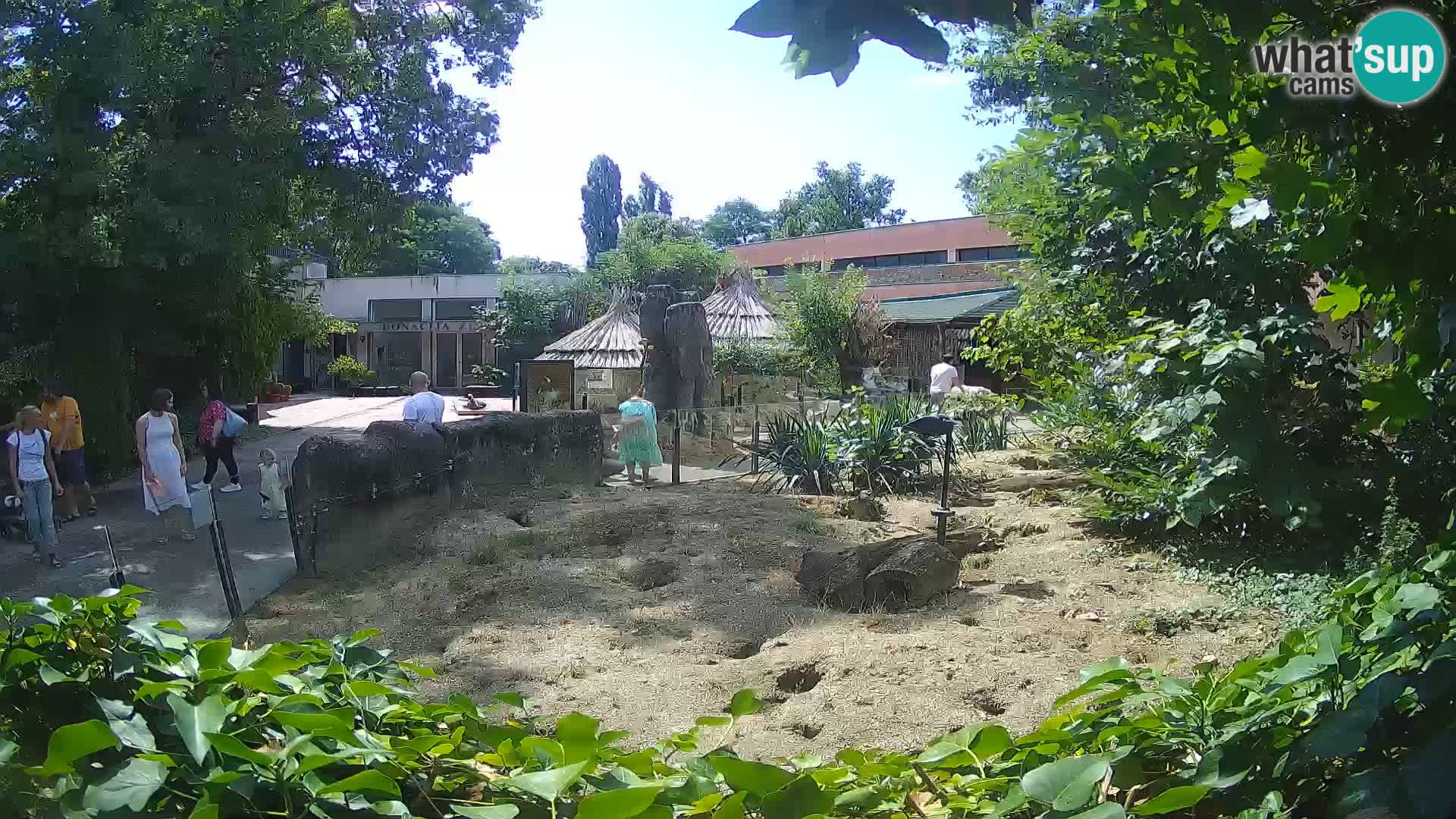 Zoo Zagreb – Suricate