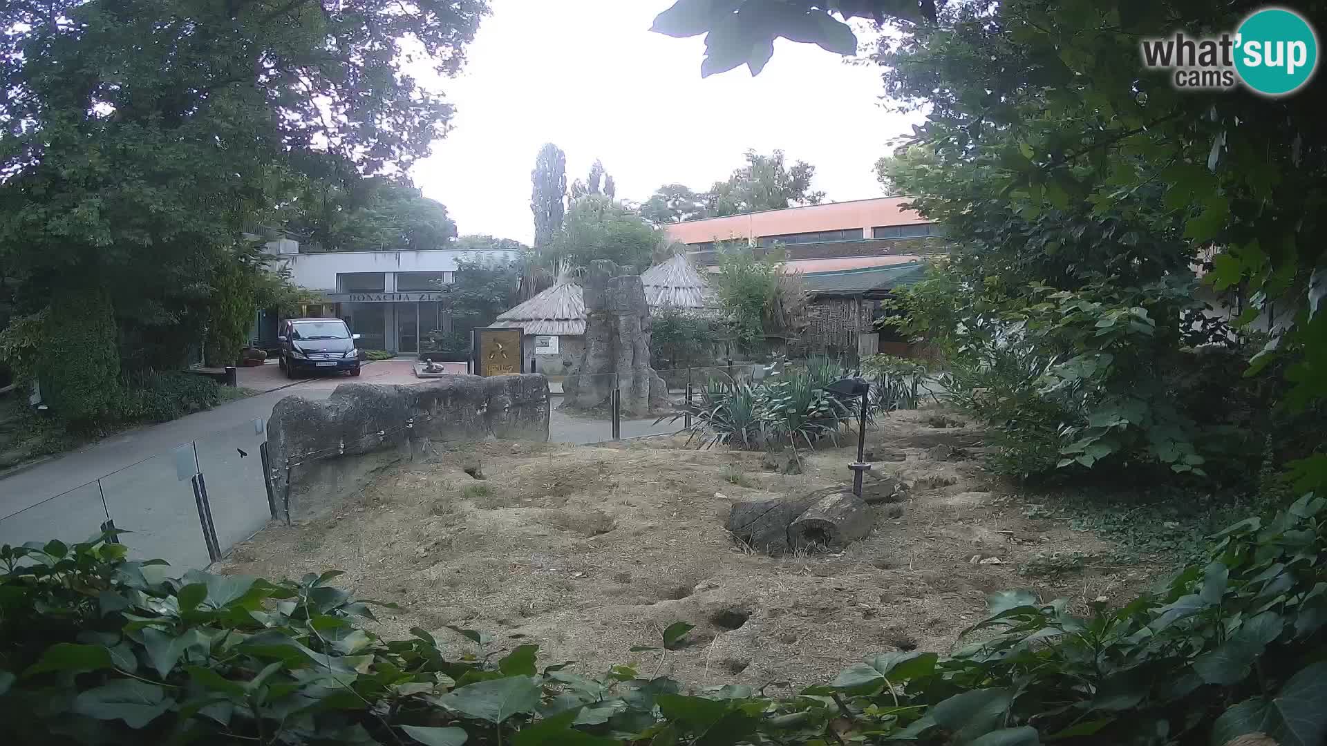 Zoo Zagreb – Surikate
