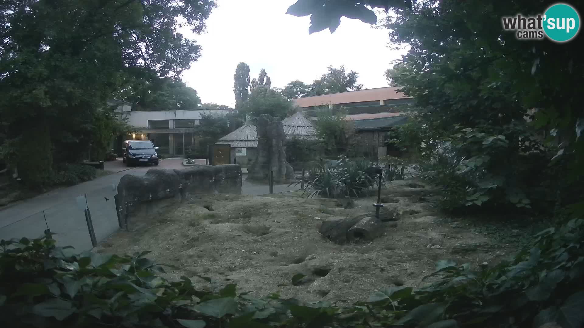 Zoo Zagreb – Meerkat (Suricate)