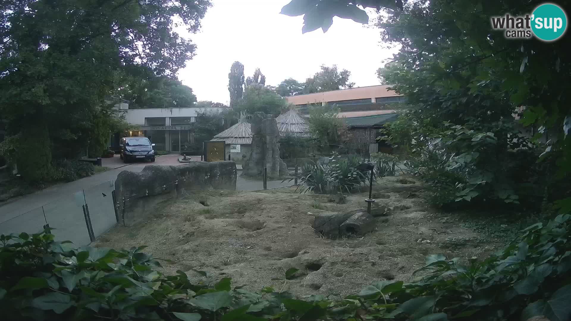 Zoo Zagreb – Meerkat (Suricate)
