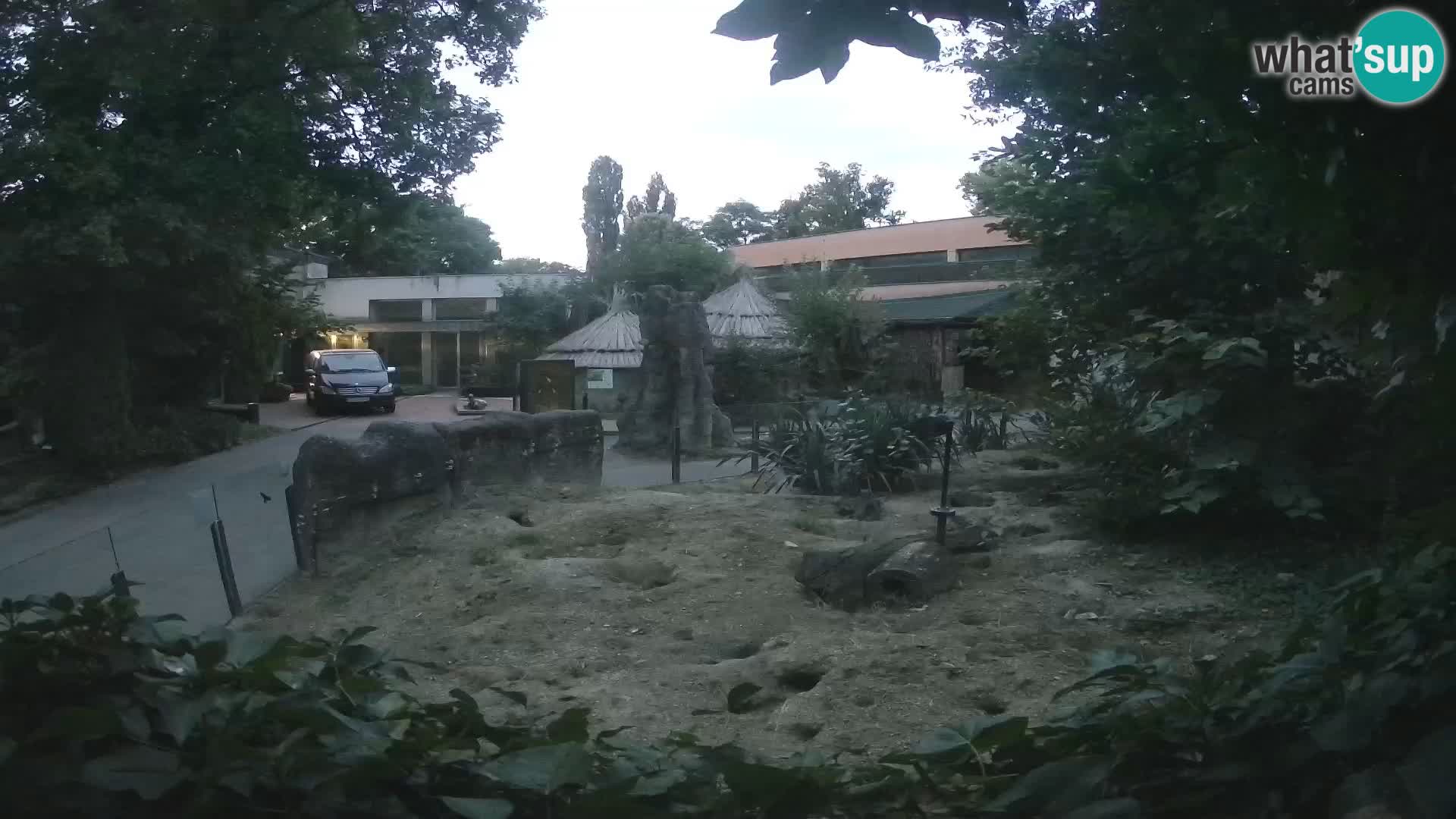 Zoo Zagreb – Suricata