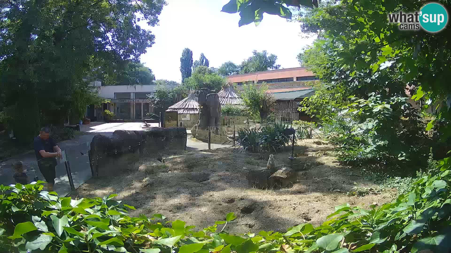 Zoo Zagreb – Surikate
