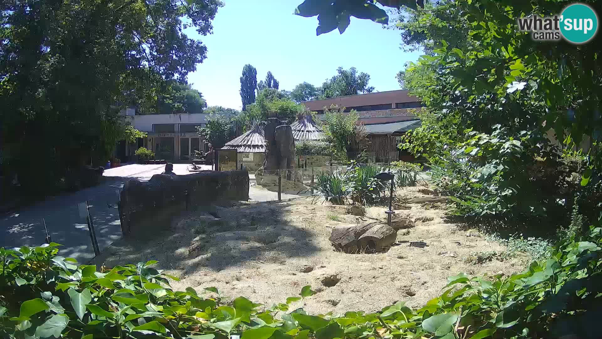 Zoo Zagreb – Surikate