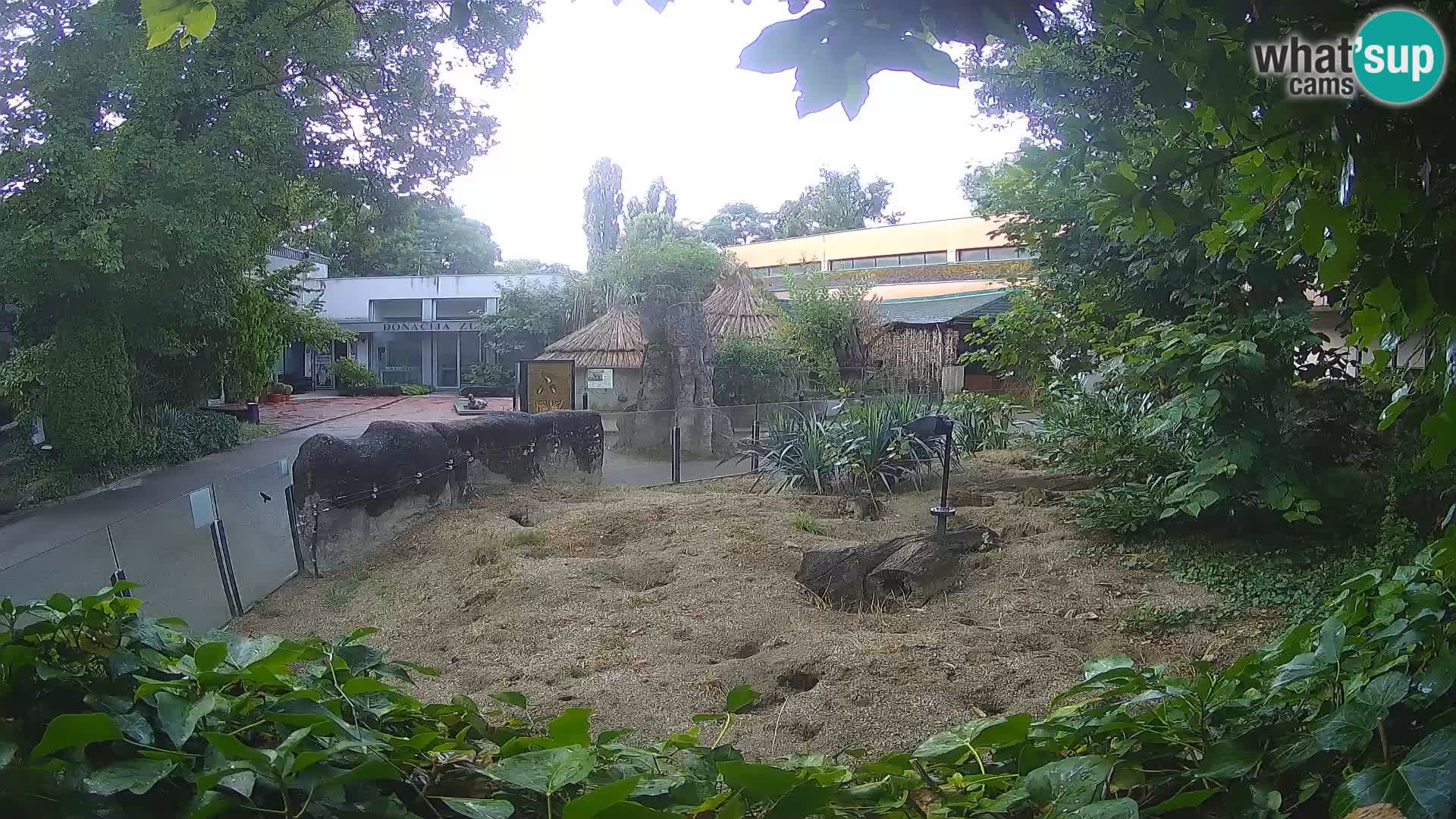 Zoo Zagreb – Merkat