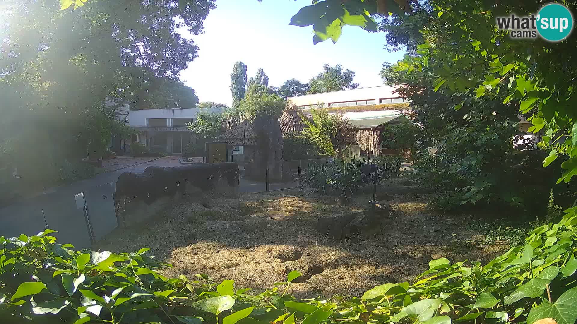 Zoo Zagreb – Surikate
