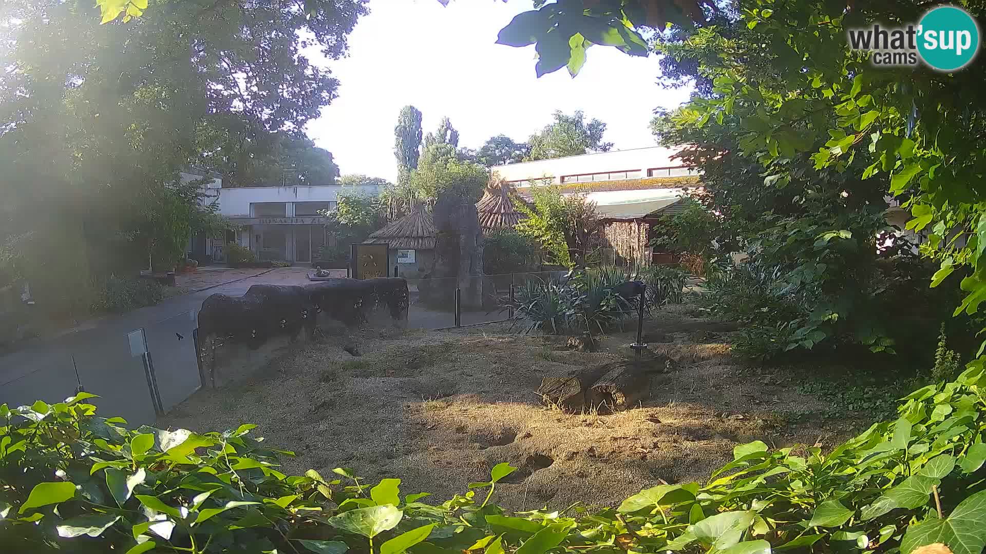 Zoo Zagreb – Merkat