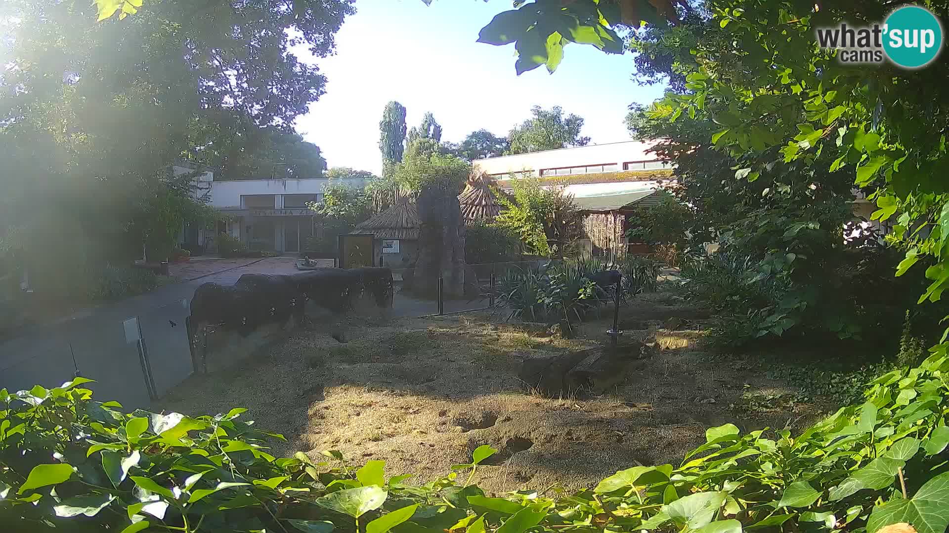 Zoo Zagreb – Suricata