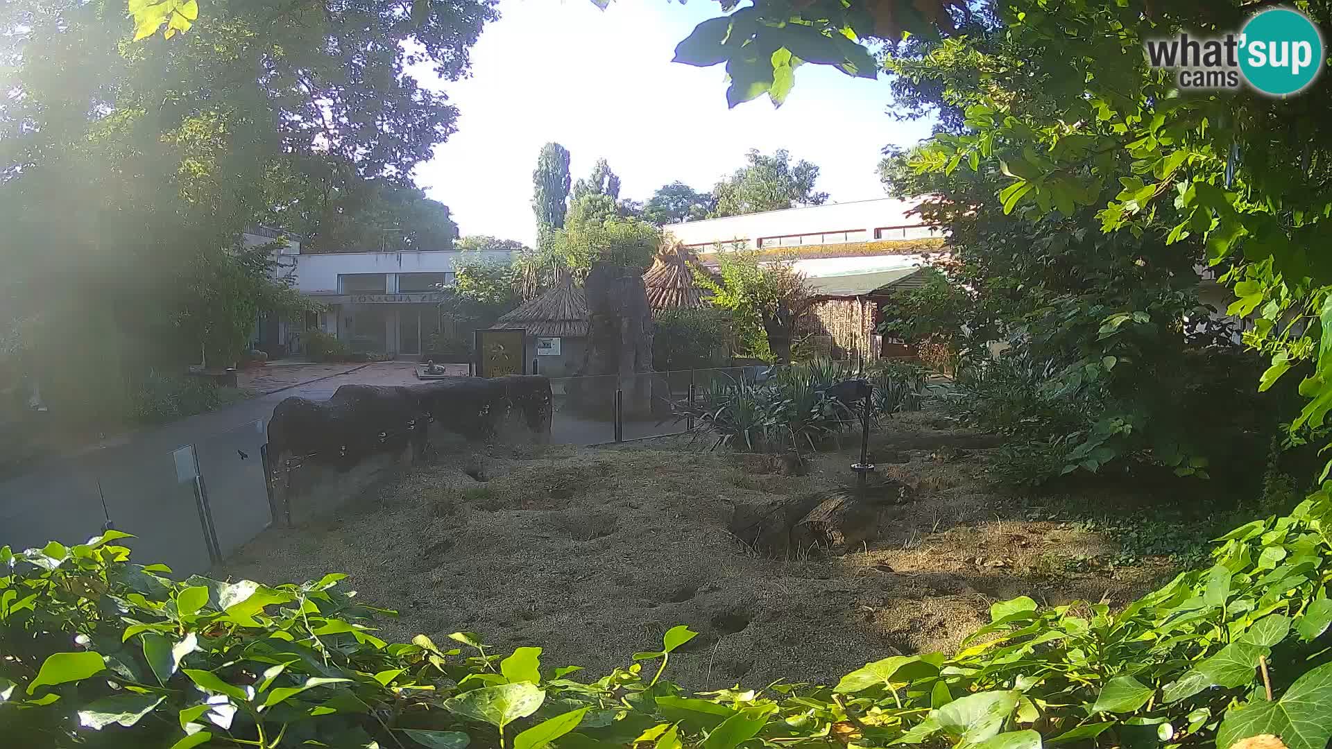 Zoo Zagreb – Suricate