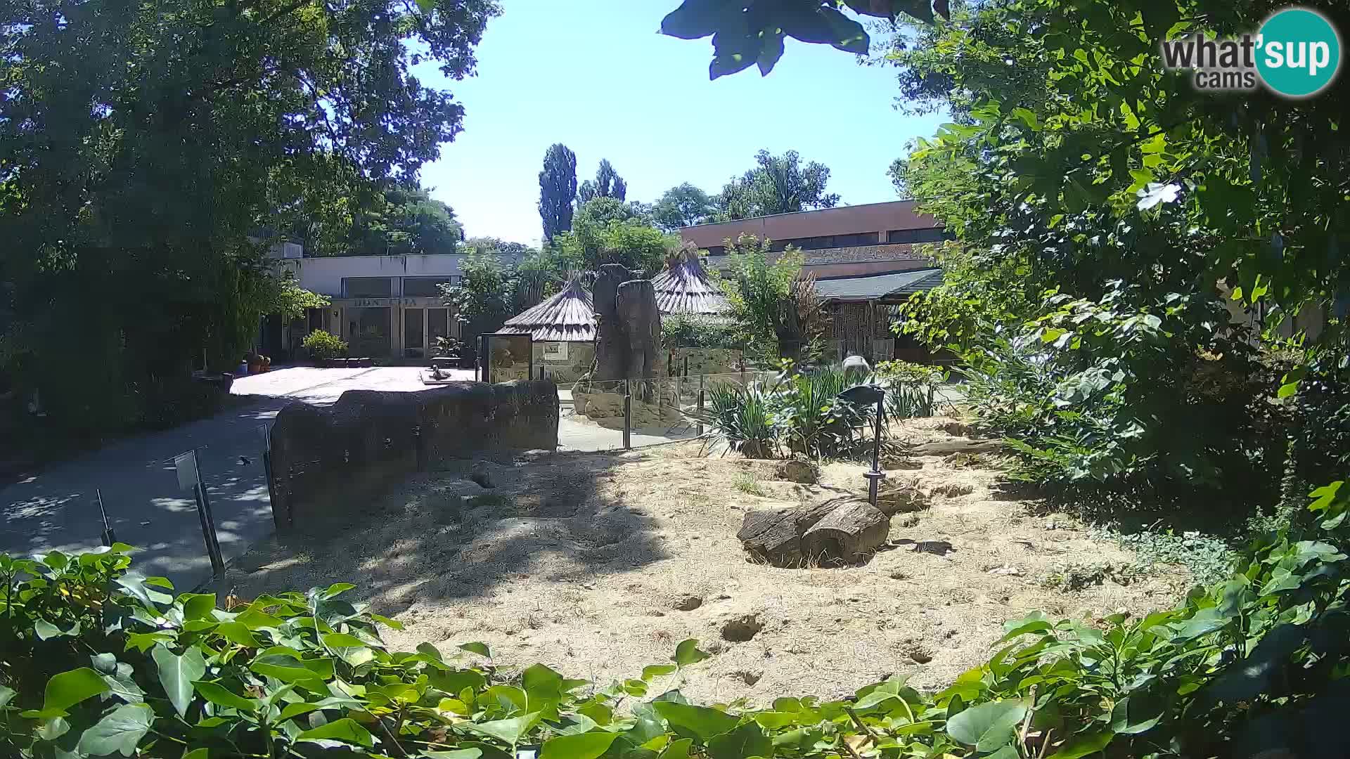Zoo Zagreb – Suricata