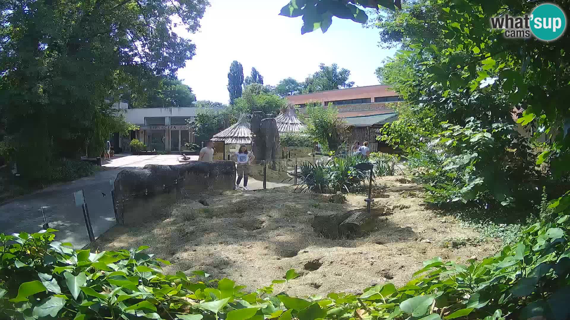 Zoo Zagreb – Suricata