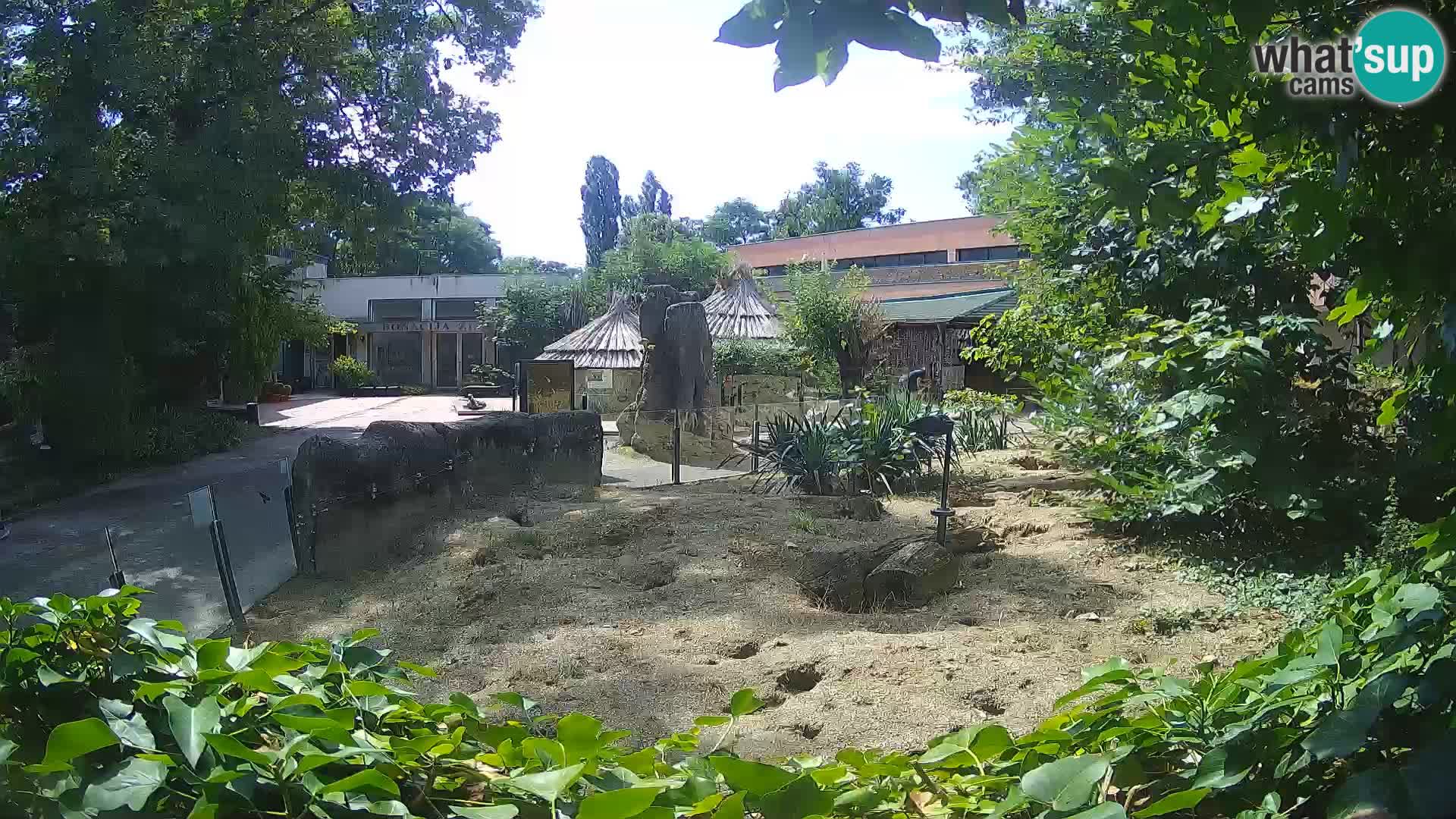 Zoo Zagreb – Suricate