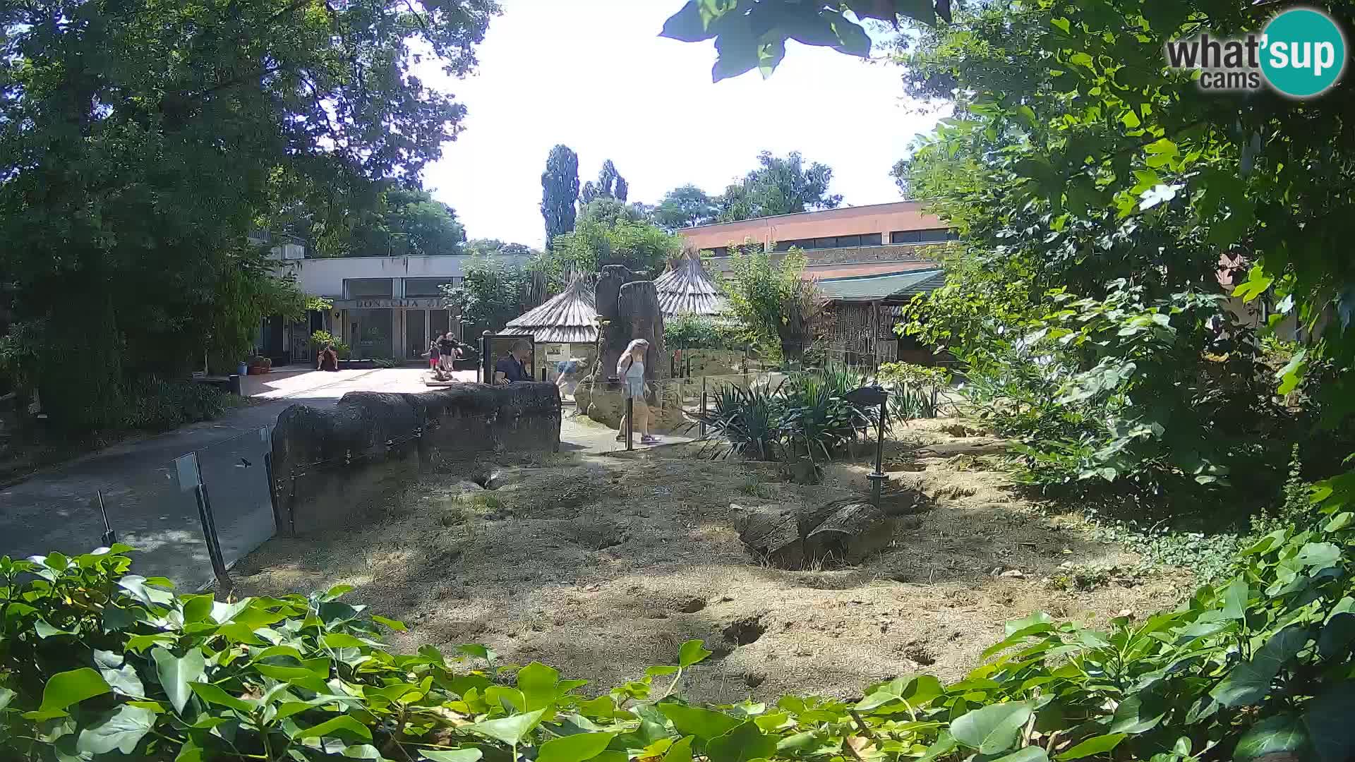 Zoo Zagreb – Suricata