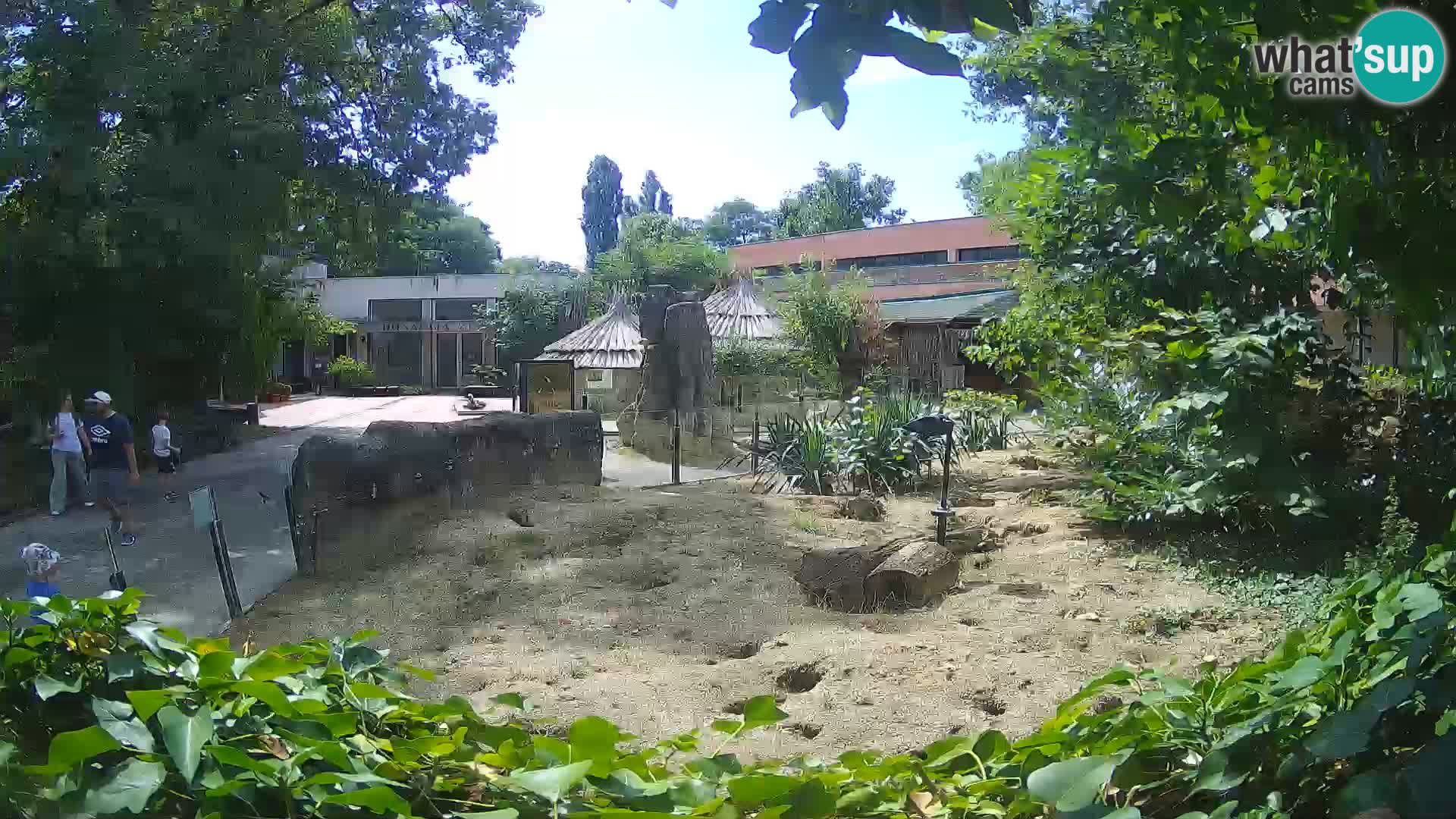 Zoo Zagreb – Suricata