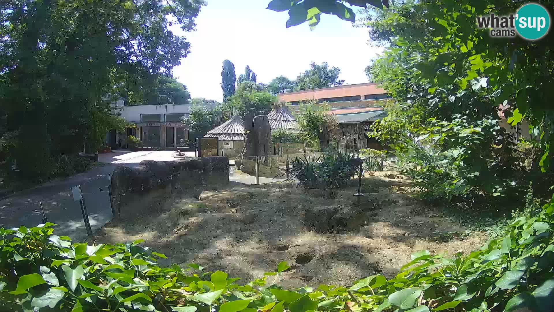 Zoo Zagreb – Suricata