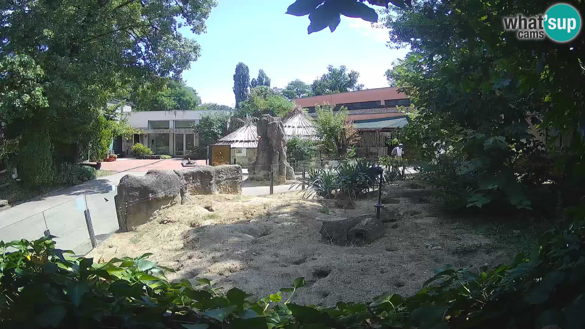Zoo Zagreb – Meerkat (Suricate)
