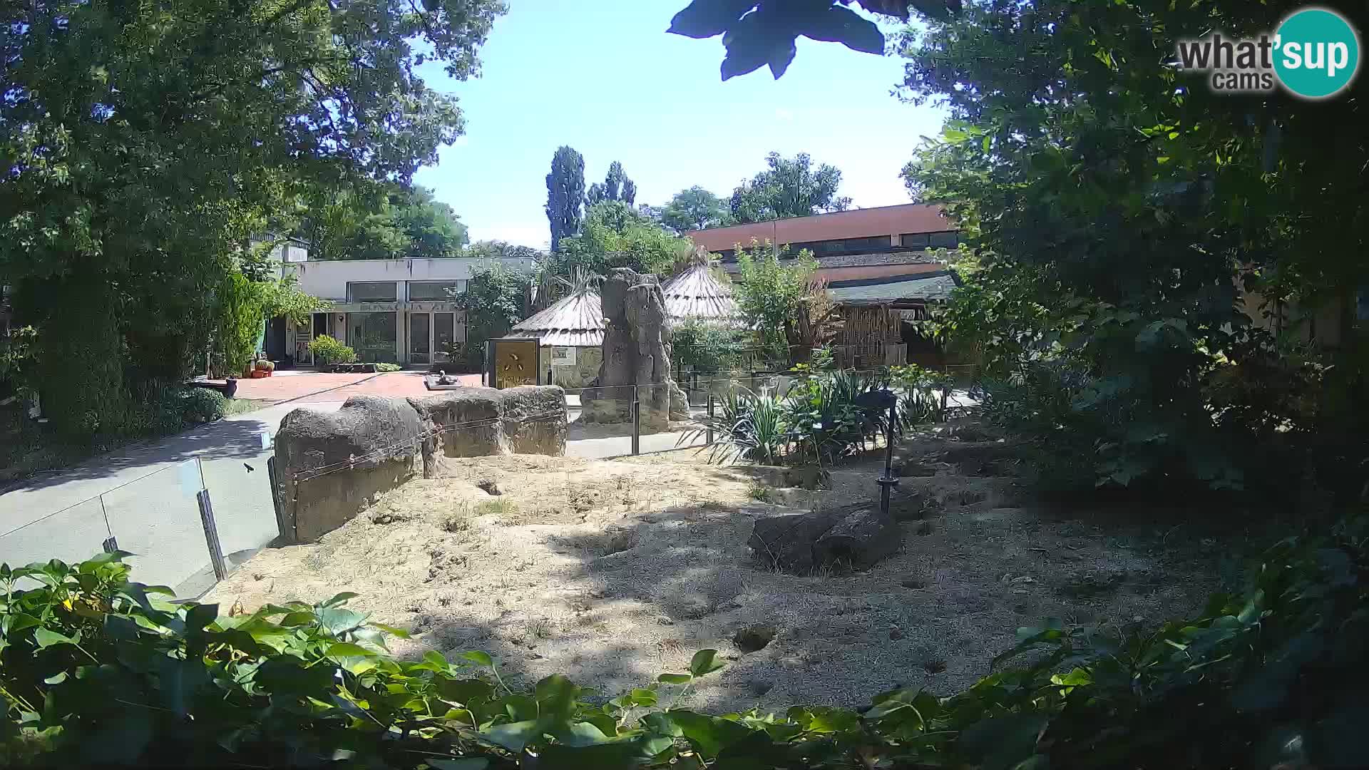 Zoo Zagreb – Meerkat (Suricate)