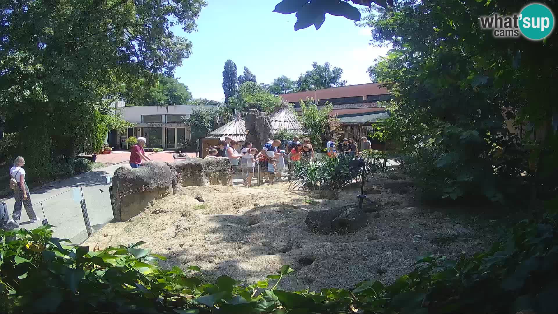 Zoo Zagreb – Meerkat (Suricate)