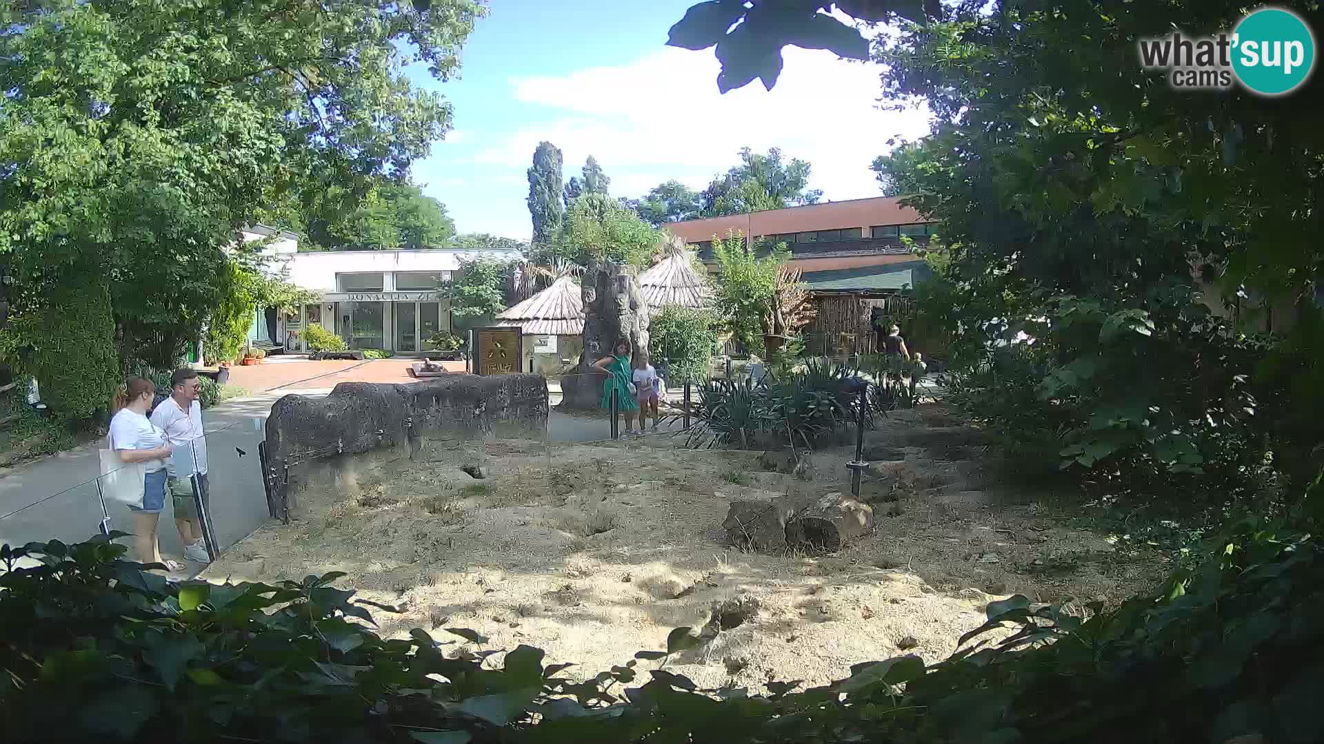 Zoo Zagreb – Meerkat (Suricate)