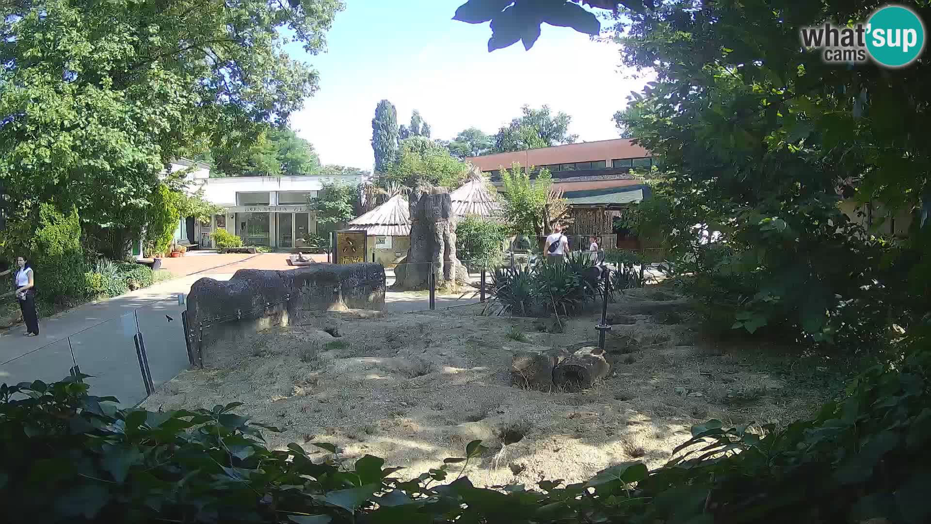 Zoo Zagreb – Suricata