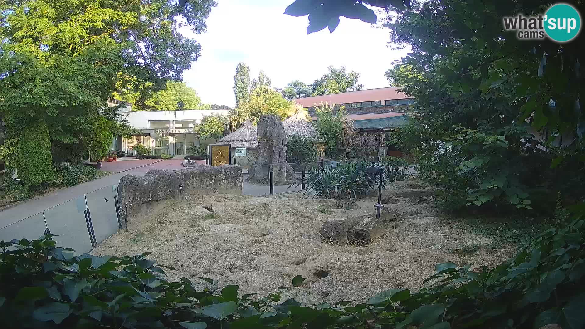 Zoo Zagreb – Suricata
