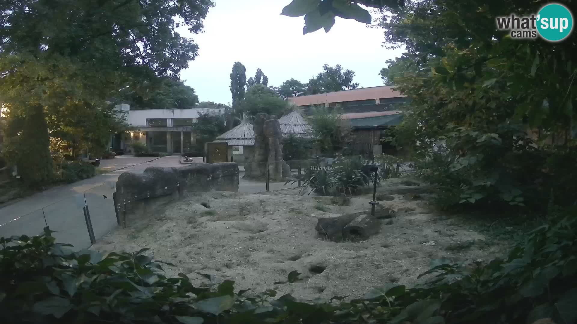 Zoo Zagreb – Suricate