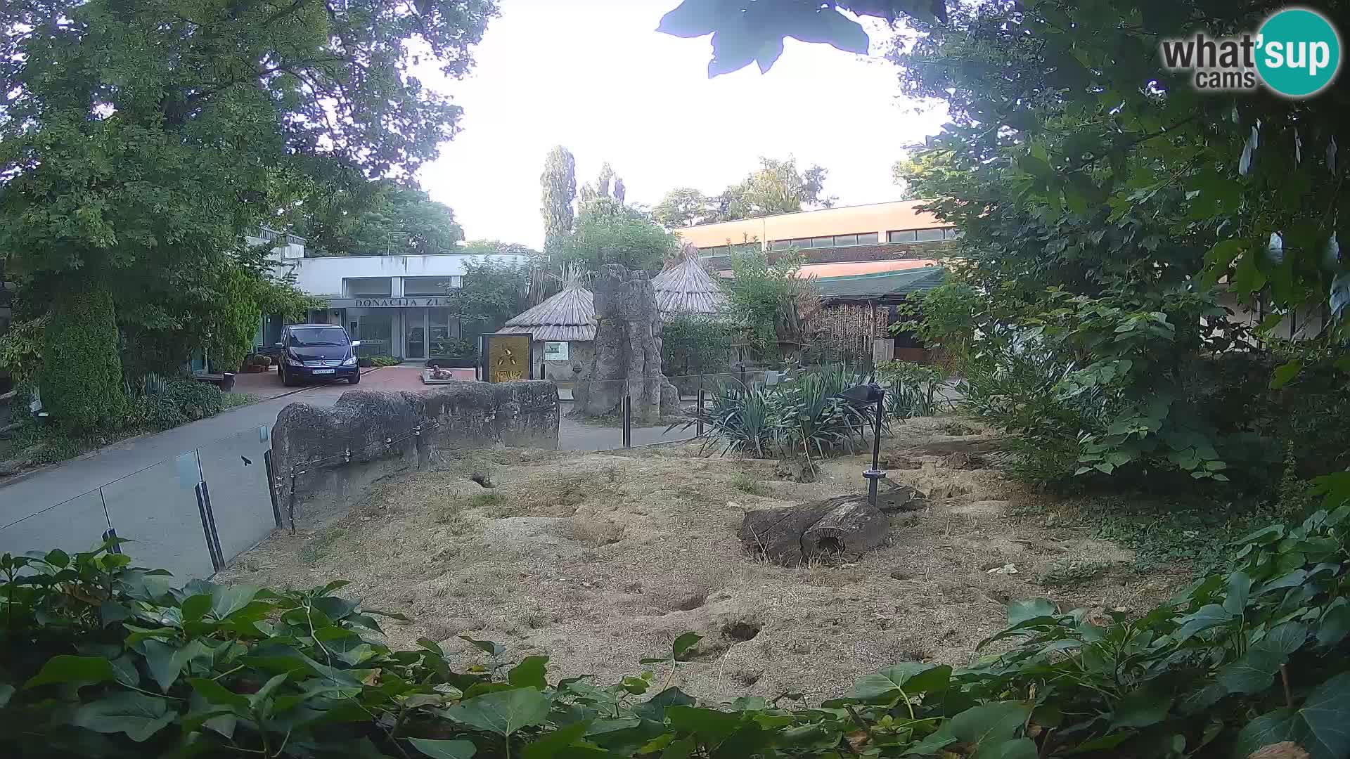 Zoo Zagreb – Suricata