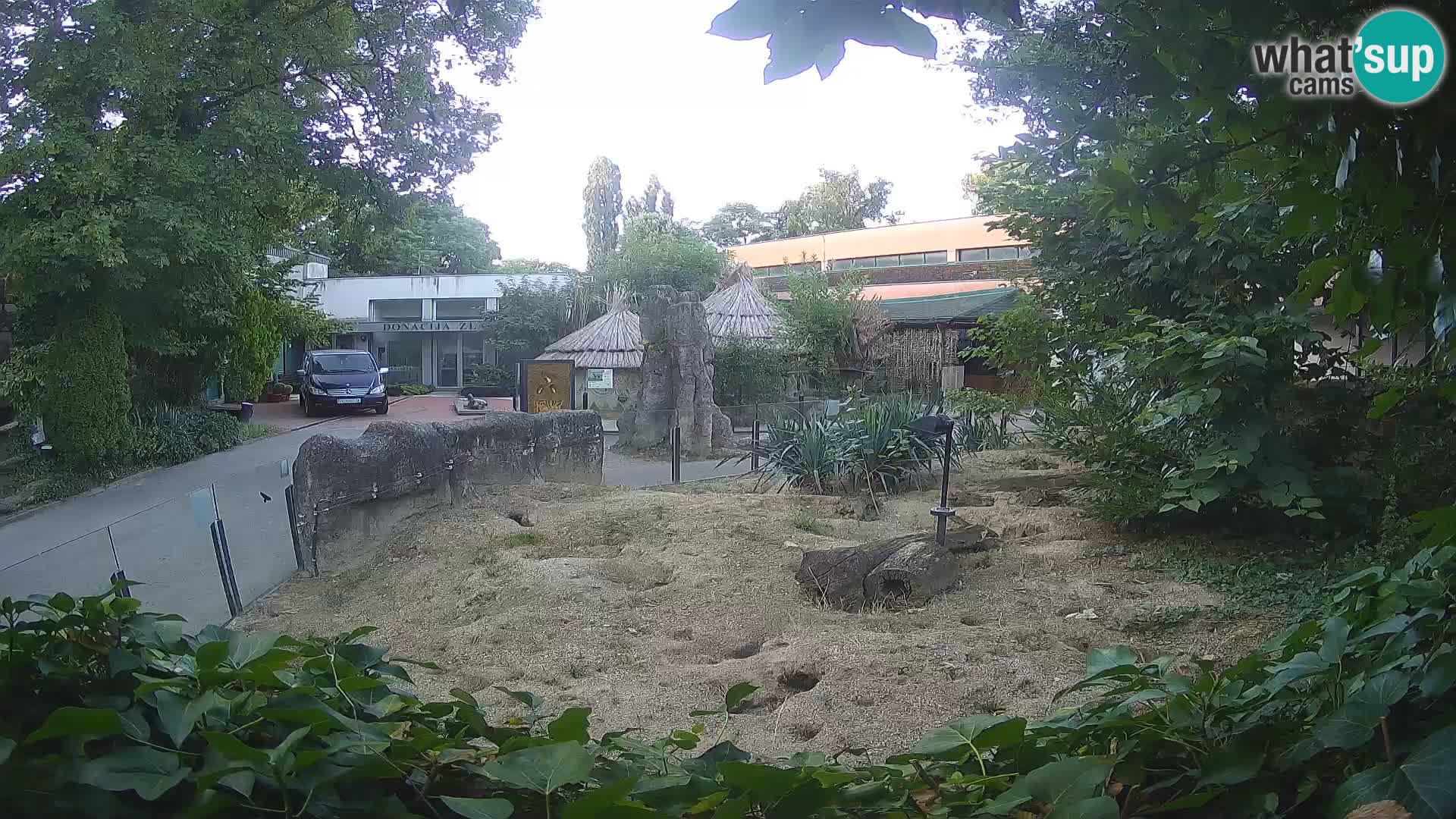 Zoo Zagreb – Erdmännchen