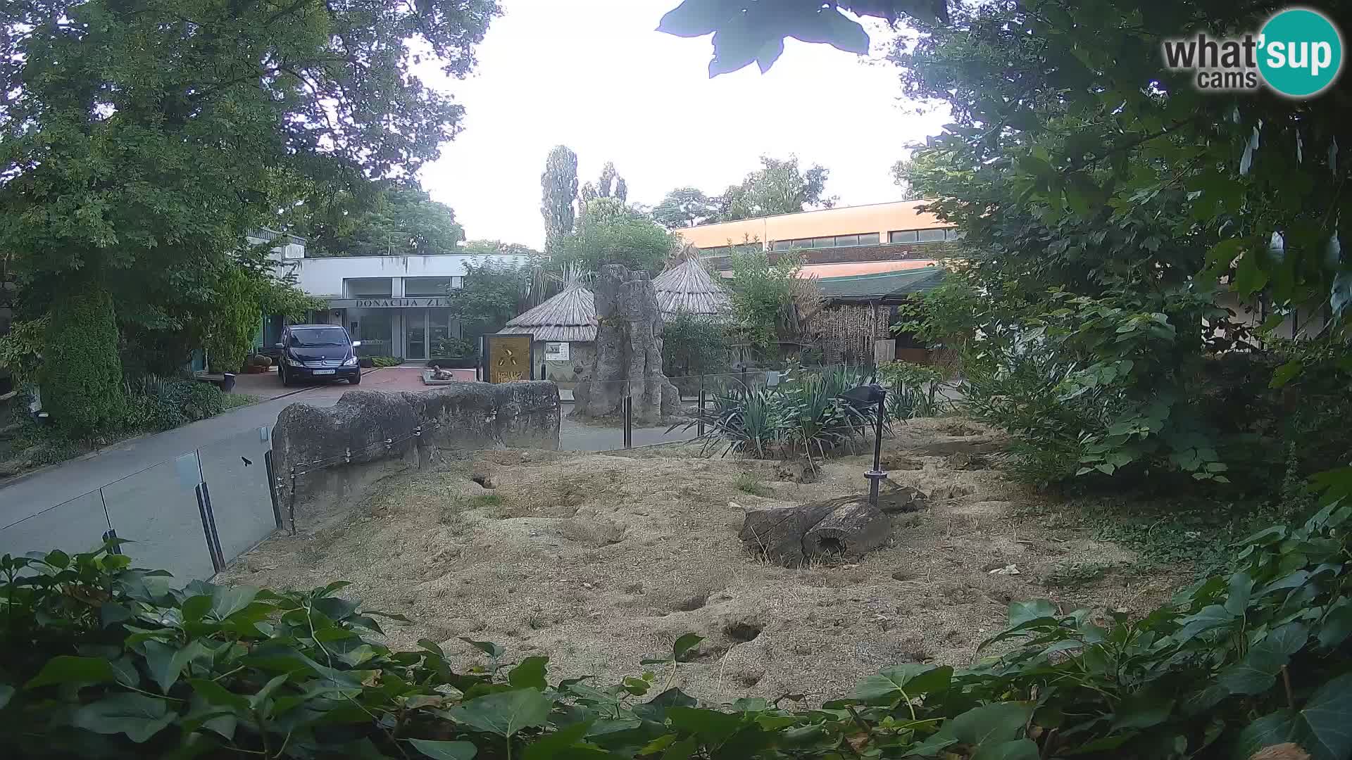Zoo Zagreb – Suricate