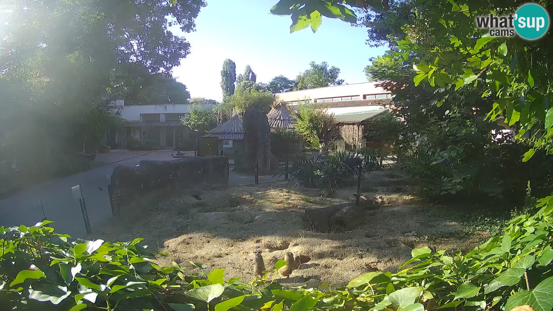 Zoo Zagreb – Suricate