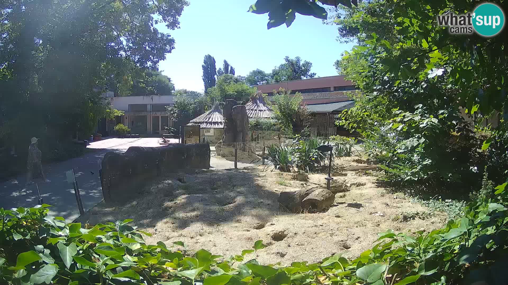Zoo Zagreb – Suricata