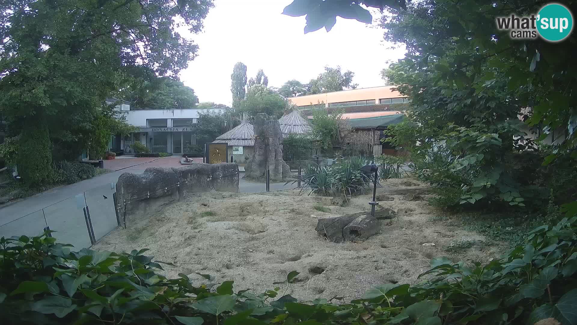 Zoo Zagreb – Suricata