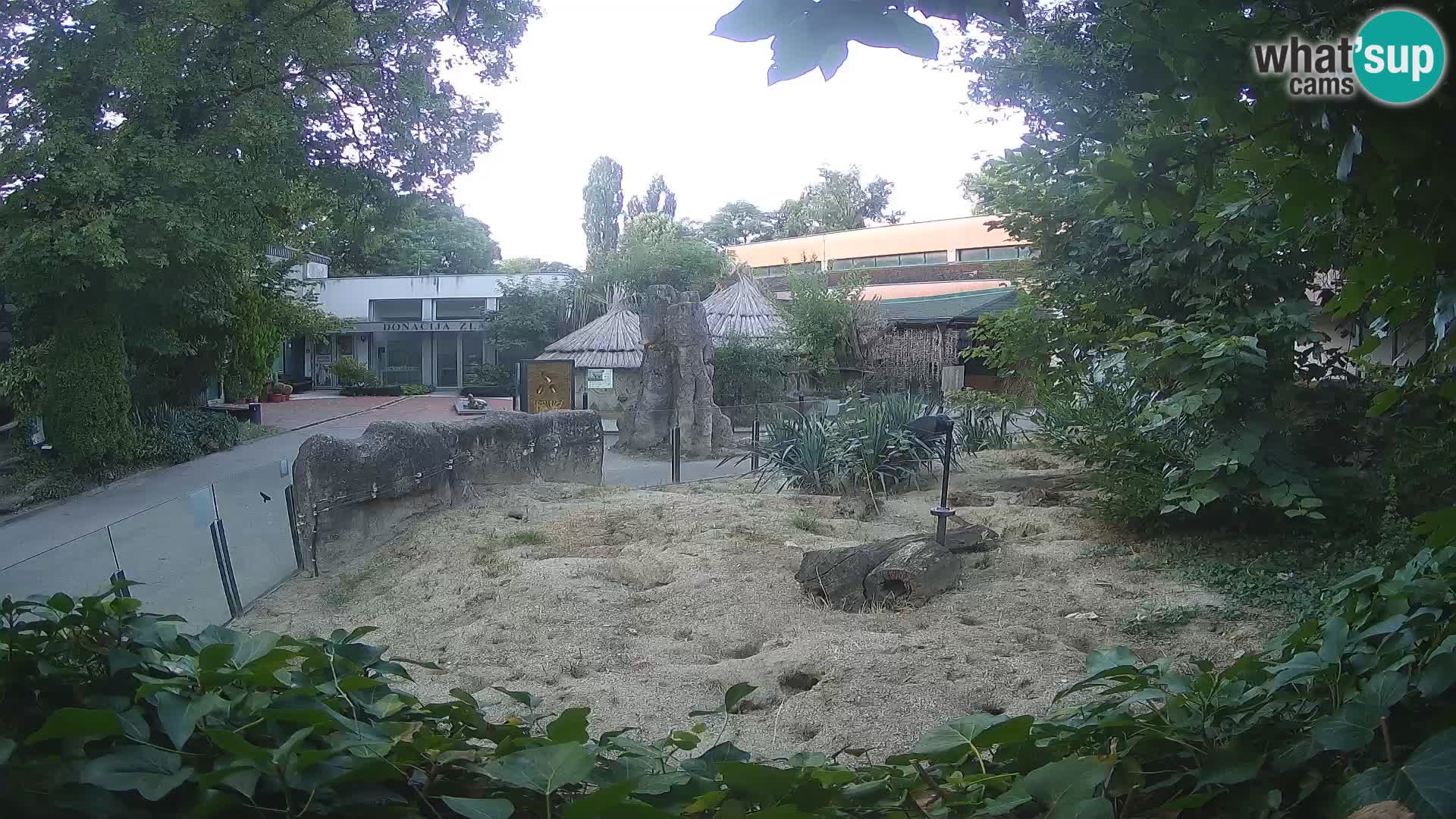 Zoo Zagreb – Merkat