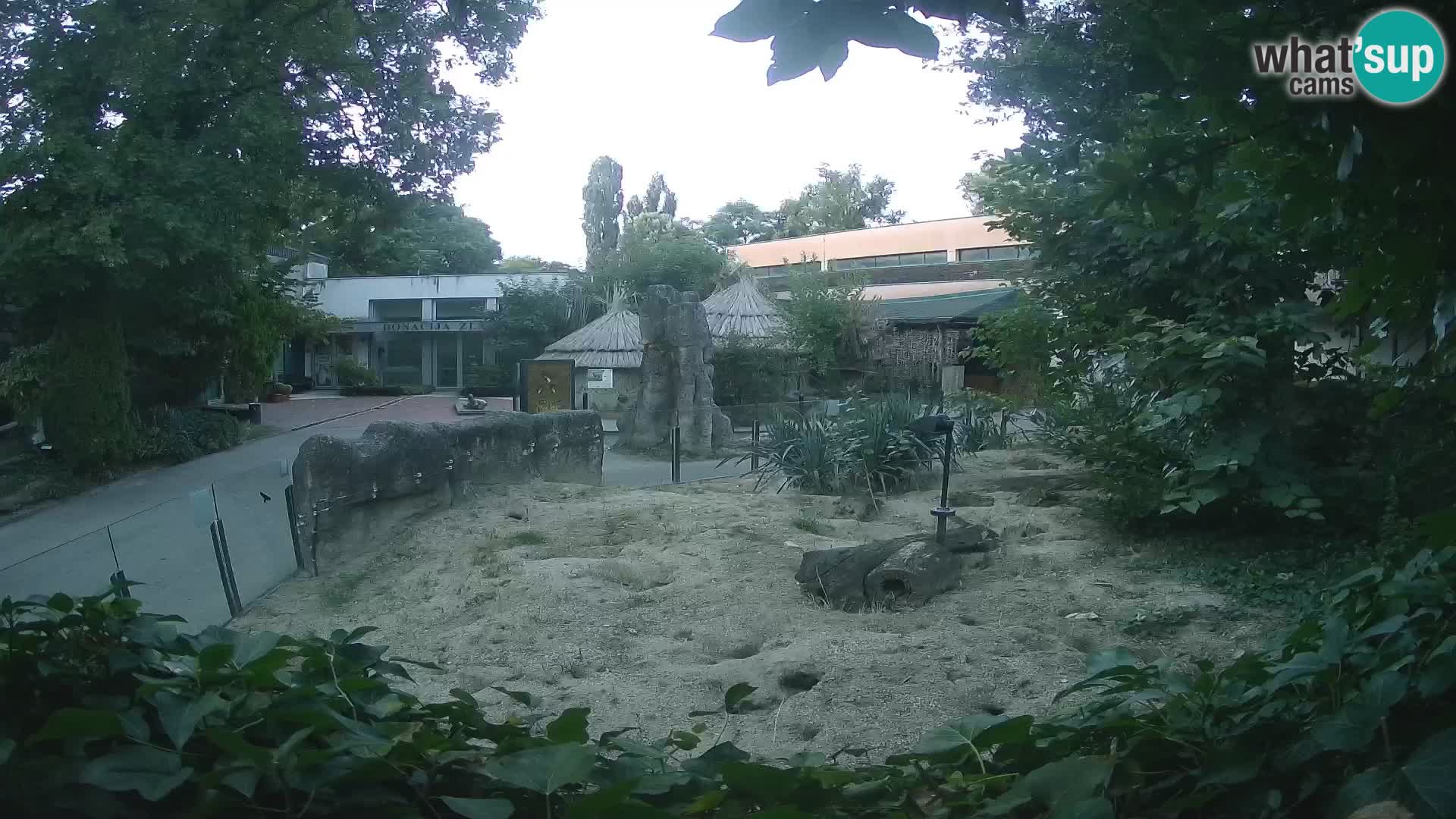 Zoo Zagreb – Suricata