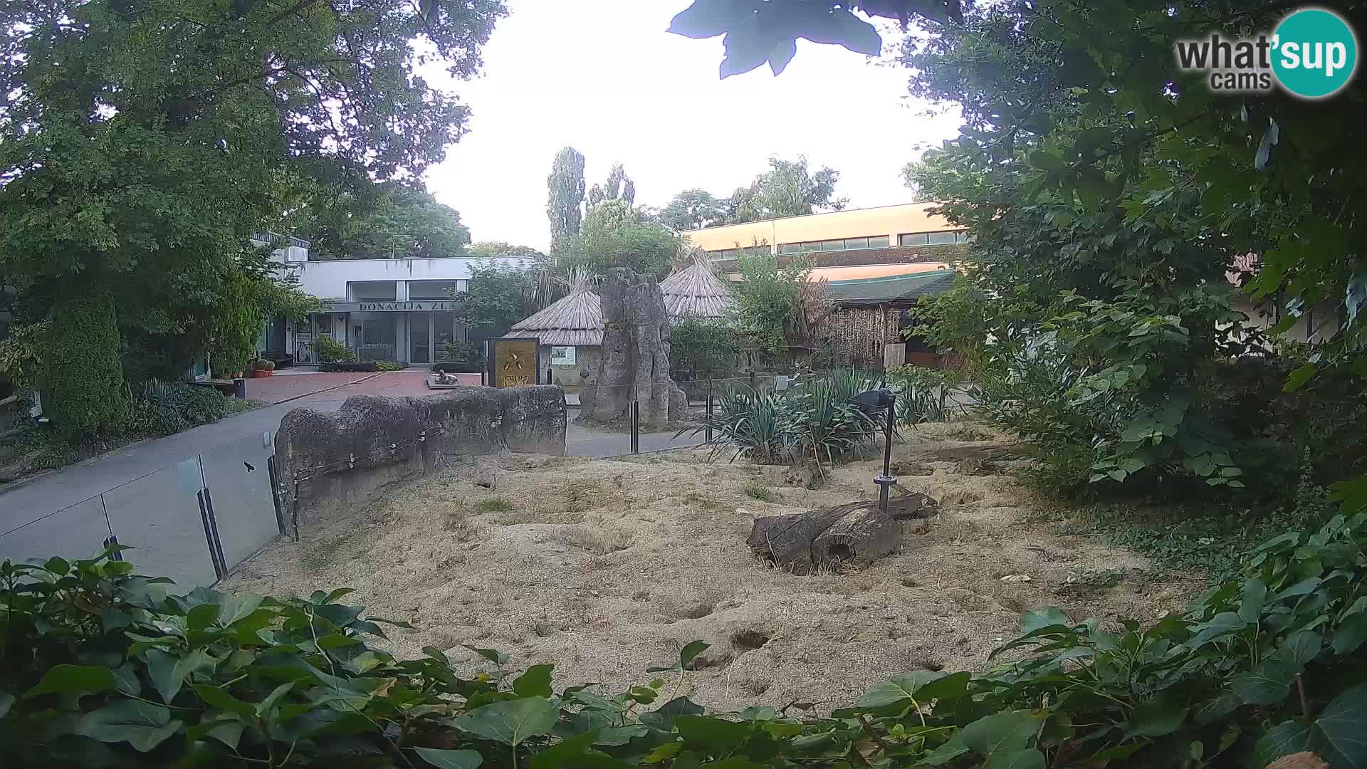 Zoo Zagreb – Suricate