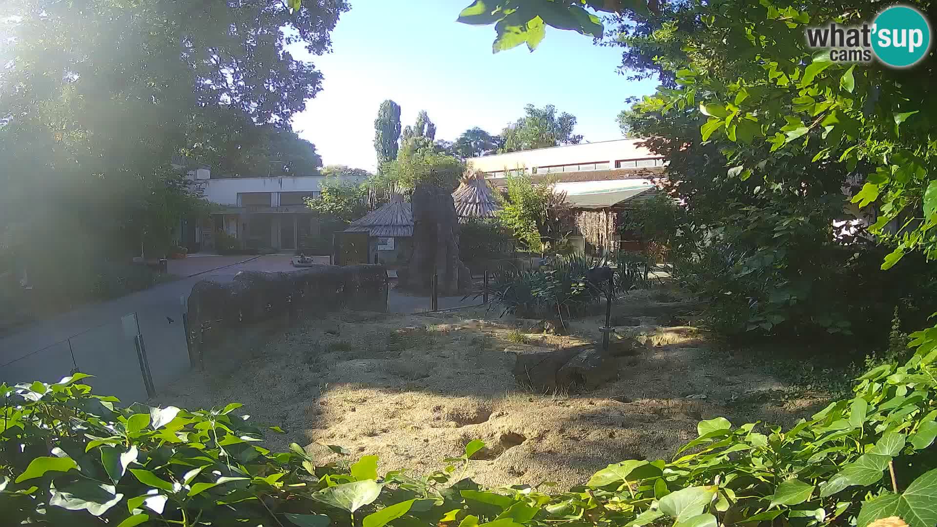 Zoo Zagreb – Meerkat (Suricate)