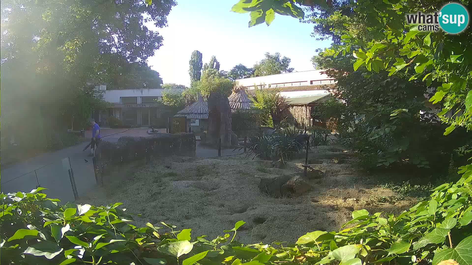Zoo Zagreb – Meerkat (Suricate)
