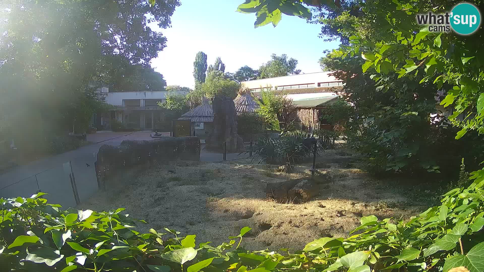 Zoo Zagreb – Surikate