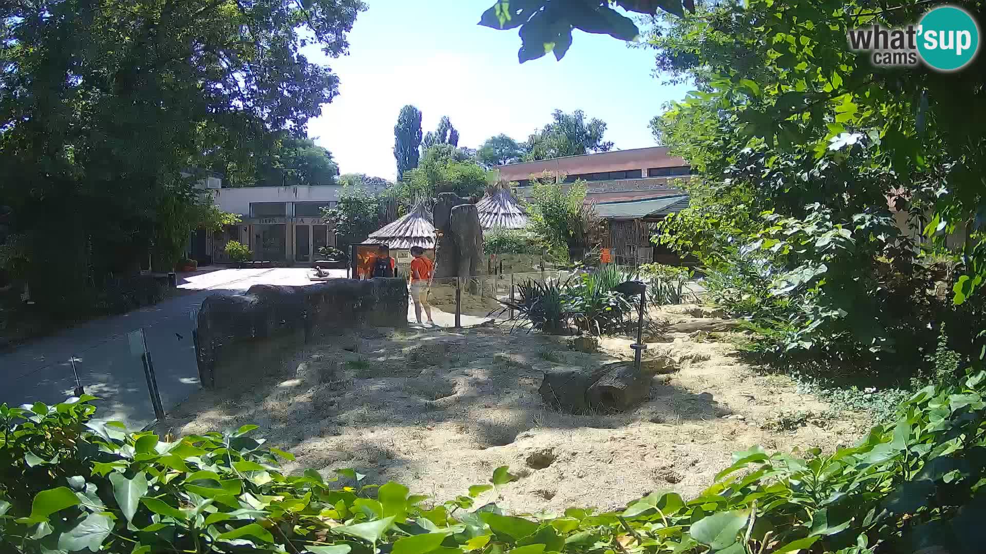 Zoo Zagreb – Meerkat (Suricate)