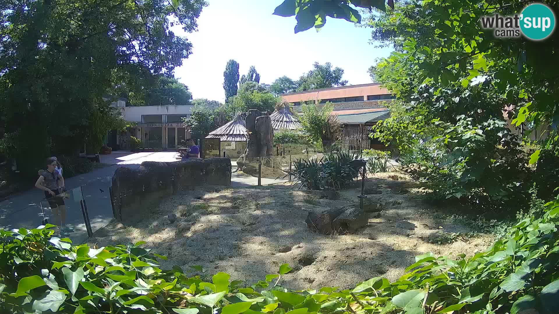 Zoo Zagreb – Suricata