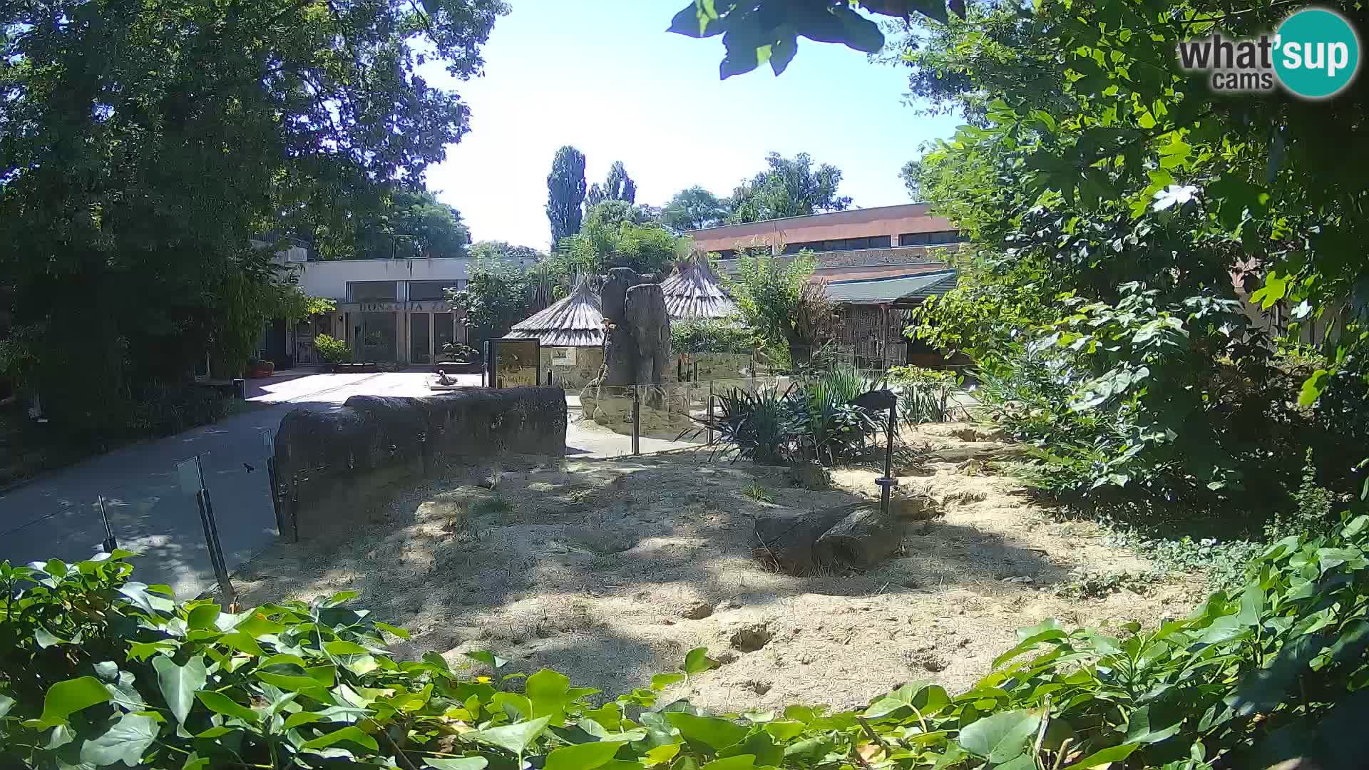 Zoo Zagreb – Surikate