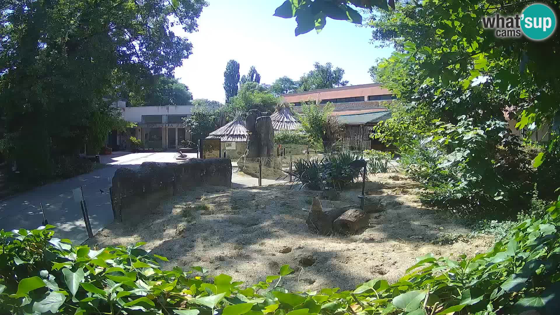 Zoo Zagreb – Suricate