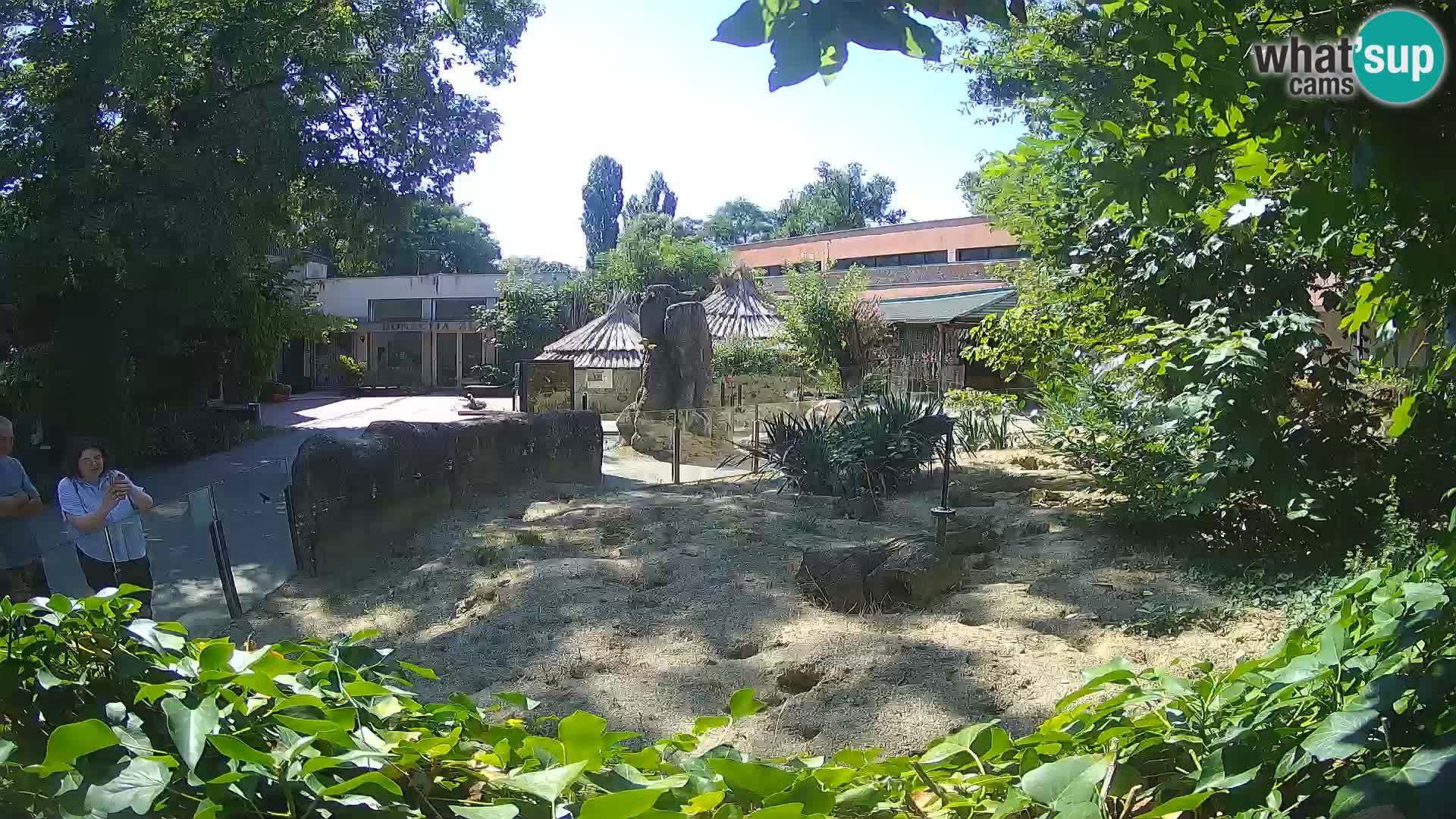 Zoo Zagreb – Suricata
