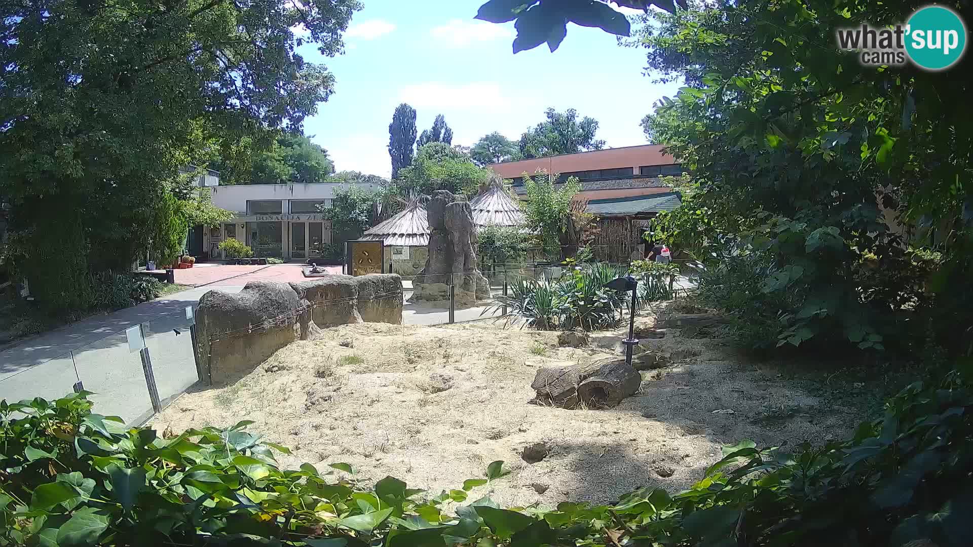 Zoo Zagreb – Suricate
