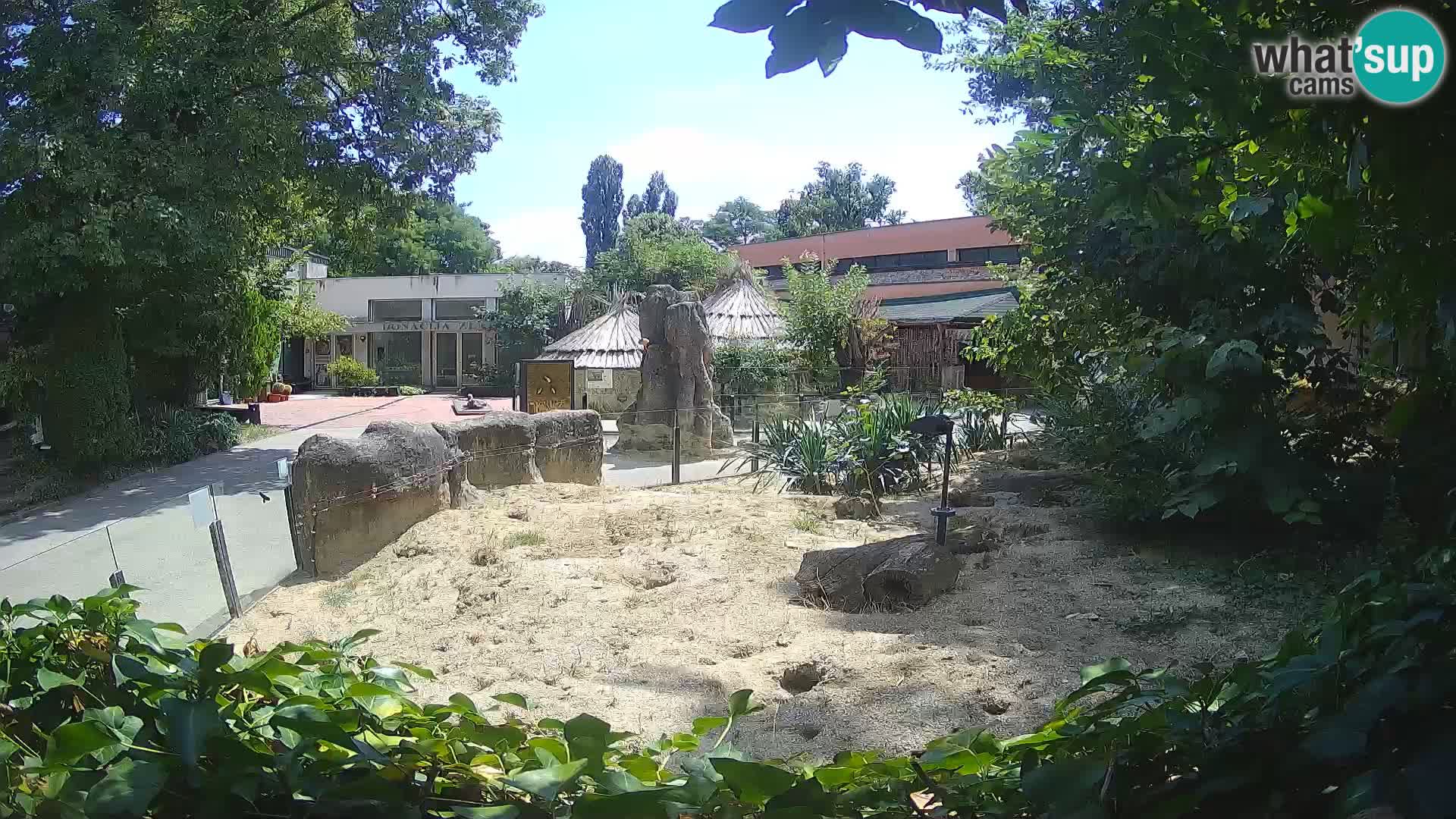 Zoo Zagreb – Suricata
