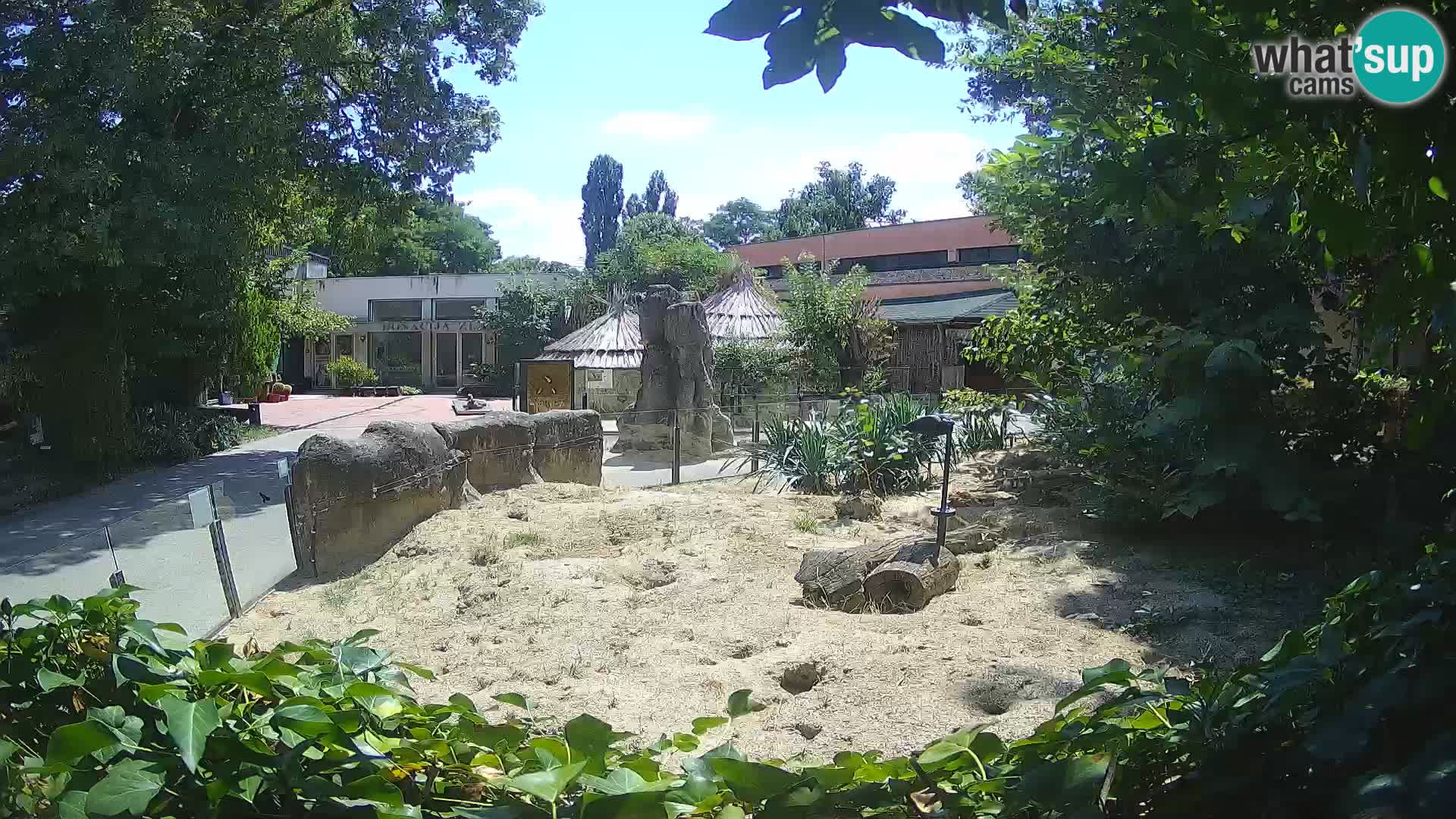 Zoo Zagreb – Meerkat (Suricate)