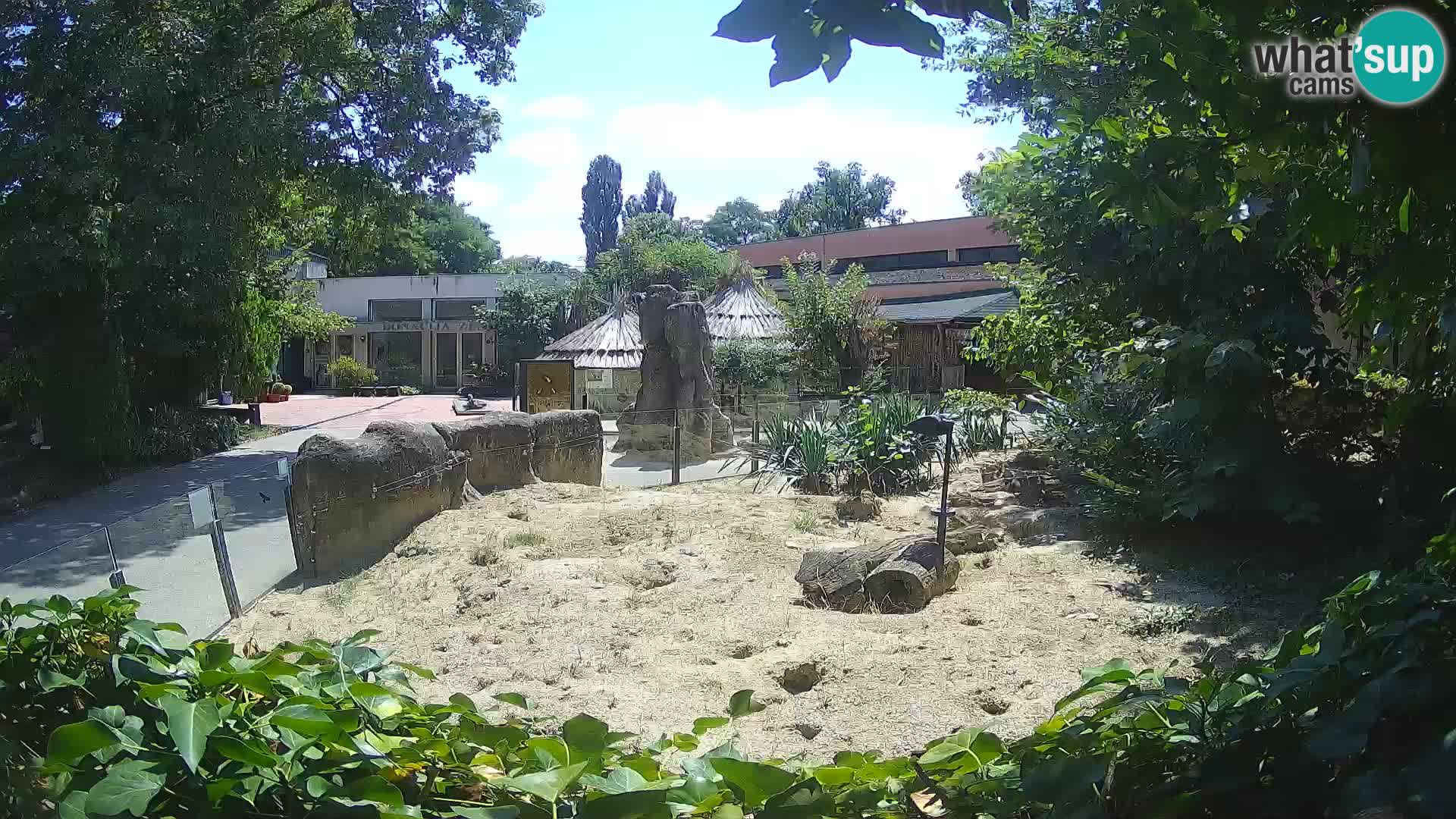 Zoo Zagreb – Meerkat (Suricate)